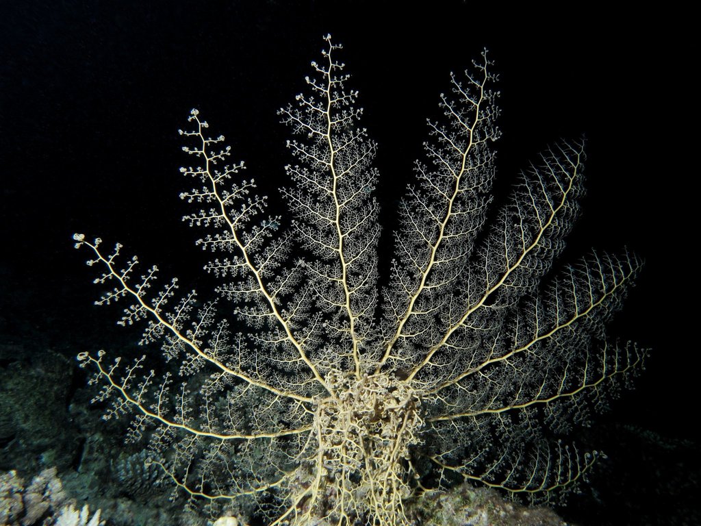 Naked Basket Star