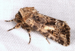Spodoptera umbraculata
