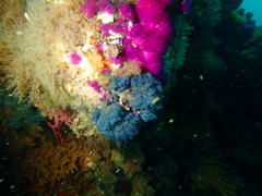 Virididentula dentata