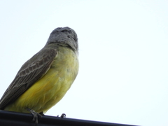 Tyrannus