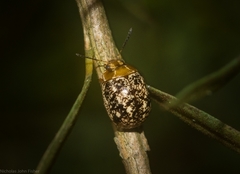 Paropsisterna tigrina