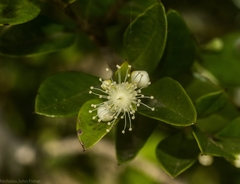 Gossia fragrantissima