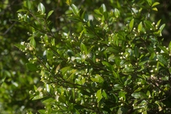 Gossia fragrantissima