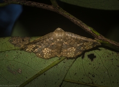 Canaea semitessellalis