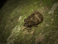 Cotylana angustifrons