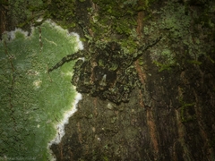 Stephanopis carcinoides