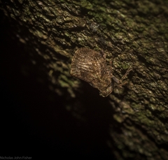 Cotylana angustifrons