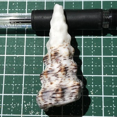 Cerithium nodulosum