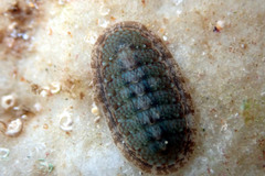 Ischnochiton thomasi
