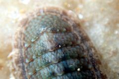 Ischnochiton thomasi