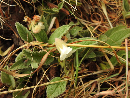 Image of Hermannia geniculata by (c) Matthew Fainman, some rights reserved (CC BY)