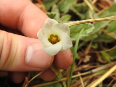 Hermannia geniculata