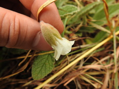Hermannia geniculata