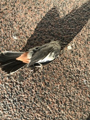 Dumetella carolinensis