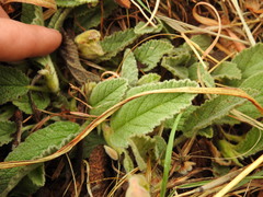 Hermannia geniculata