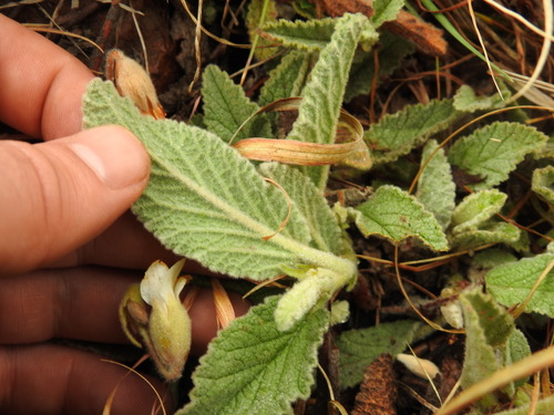 Image of Hermannia geniculata by (c) Matthew Fainman, some rights reserved (CC BY)