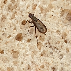 Euthycera fumigata
