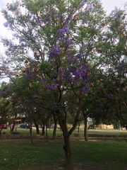 Jacaranda mimosifolia
