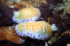 Chromodoris ambigua