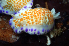 Chromodoris ambigua