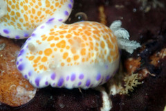 Chromodoris ambigua