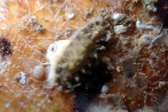 Acanthochitona pilsbryi