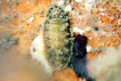 Acanthochitona pilsbryi