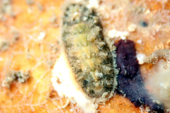 Acanthochitona pilsbryi