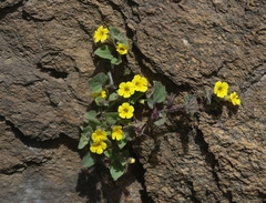 Erythranthe geniculata