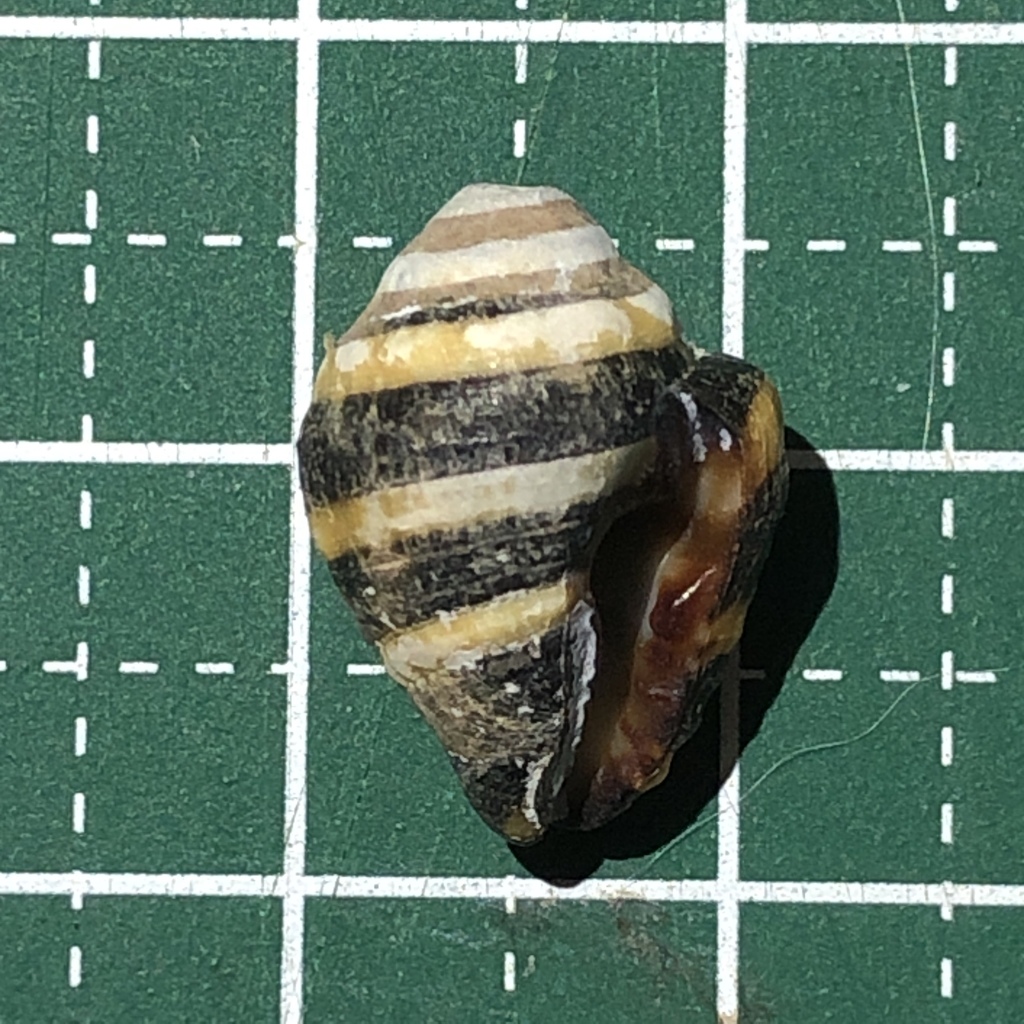 Bumble bee snail