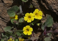 Erythranthe geniculata