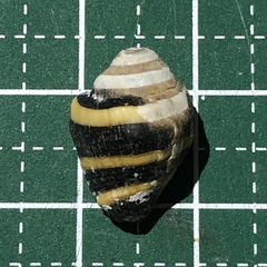 Engina mendicaria