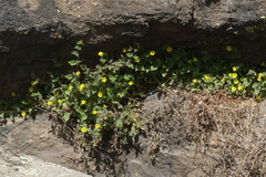 Erythranthe geniculata