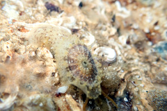 Amblychilepas nigrita