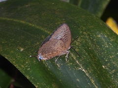 Arhopala eumolphus
