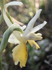 Orchis pauciflora