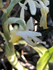 Orchis pauciflora