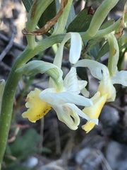 Orchis pauciflora