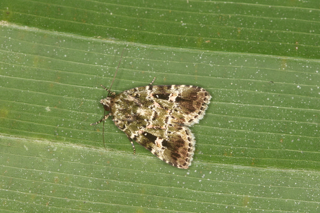 Elaphria pulchra