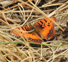 Catacroptera cloanthe cloanthe