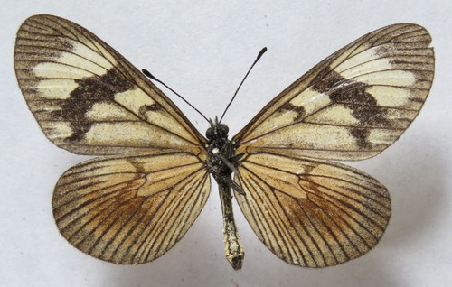 Actinote anteas