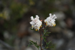 Petrophile diversifolia