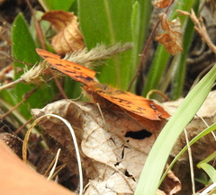 Catacroptera cloanthe cloanthe