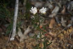Petrophile diversifolia