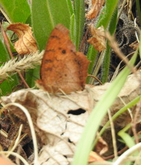 Catacroptera cloanthe cloanthe