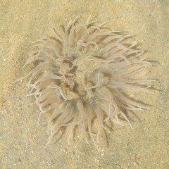 Paracondylactis sinensis