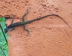 Anolis extremus