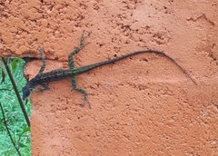 Anolis extremus