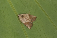 Gonodes liquida