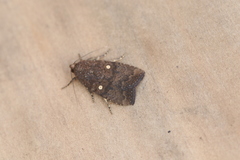 Hampsonodes dislocata